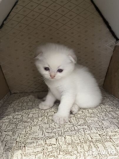 Шотландские вислоухие котята