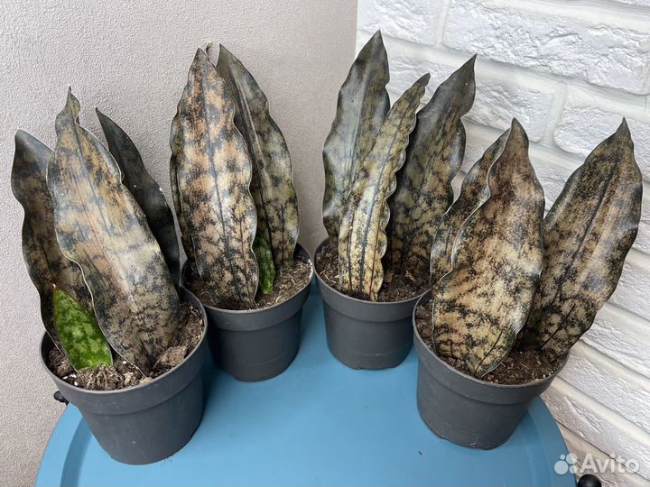 Сансевиерия леавес броун комнатные цветы