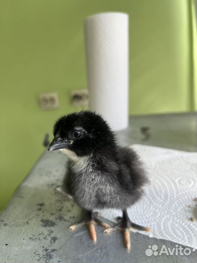 Джерсийский гигант инкубационное яйцо