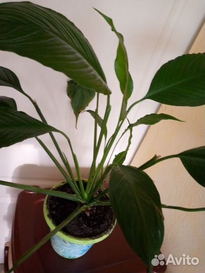 Спатифиллум