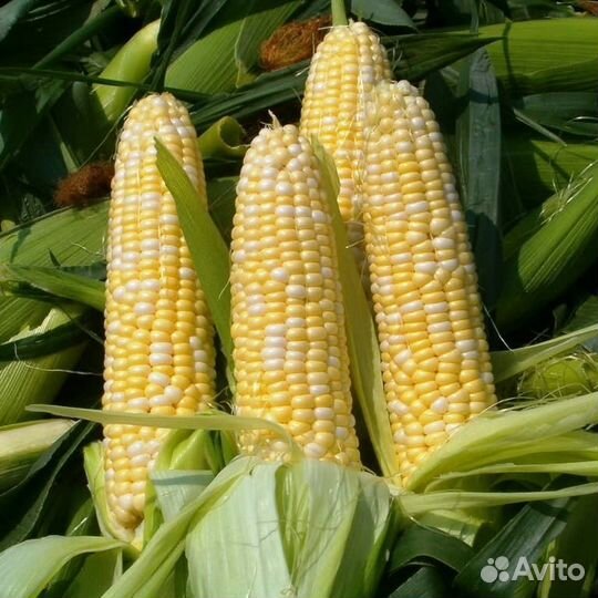 Сладкая кукуруза