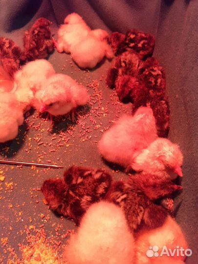 Цыплята бресс гальский и брекель