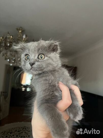 Вислоухий котёнок