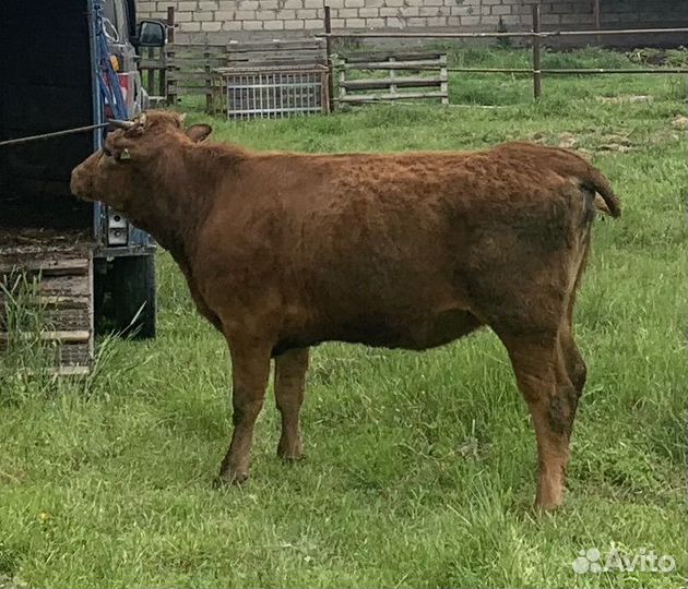 Телка 1.5 года