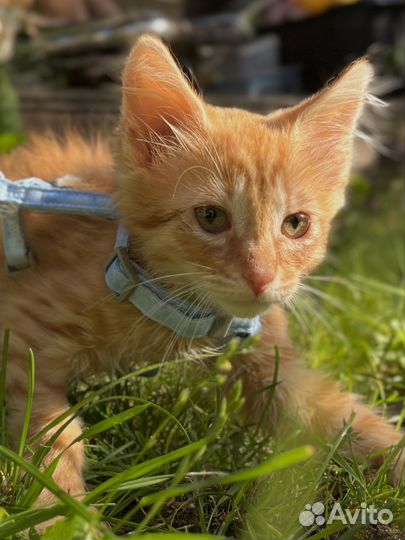 Рыжий котенок мальчик 2 месяца в дар