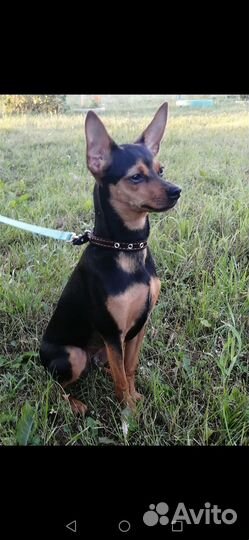 Русский той-терьер вязка