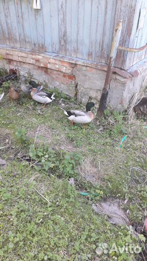 Утки дикие - северные