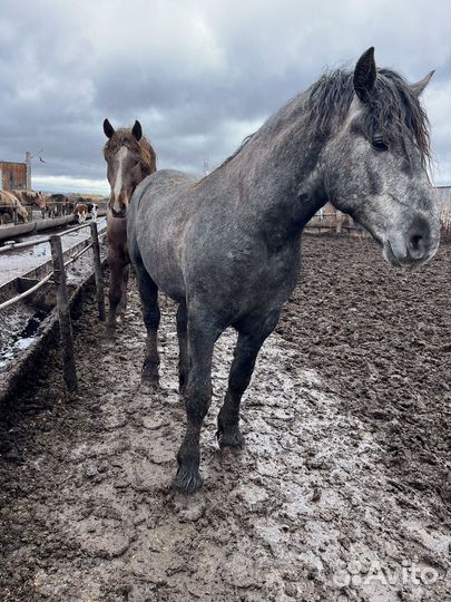 Жеребцы на племя