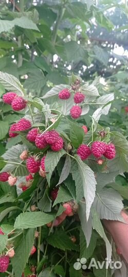 Саженцы малины Лячка