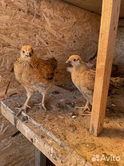 Цыплята породистые:кучинские,маран,легбар