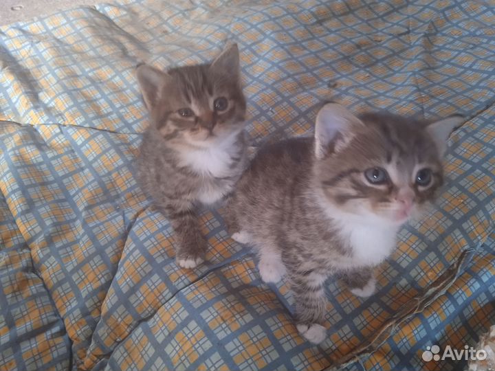 Котята