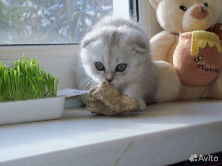 Продам котенка