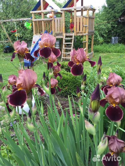 Продаю сортовые Ирисы