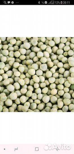 Горох