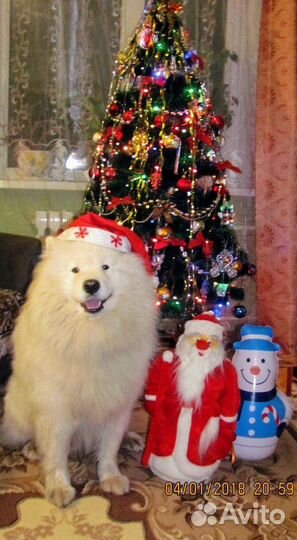 Самоед для вязки