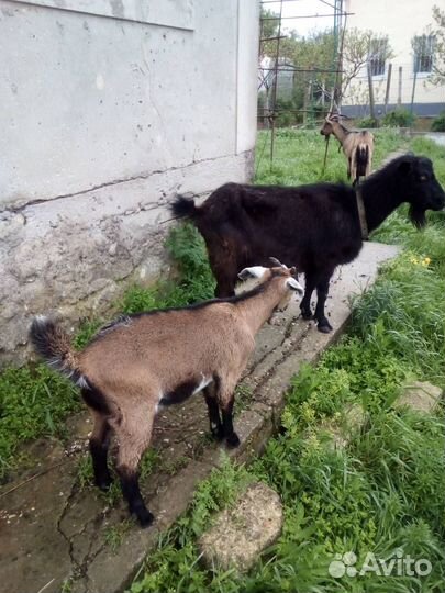 Козы дойные