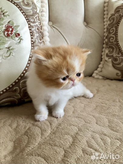 Персидские котята экзоты