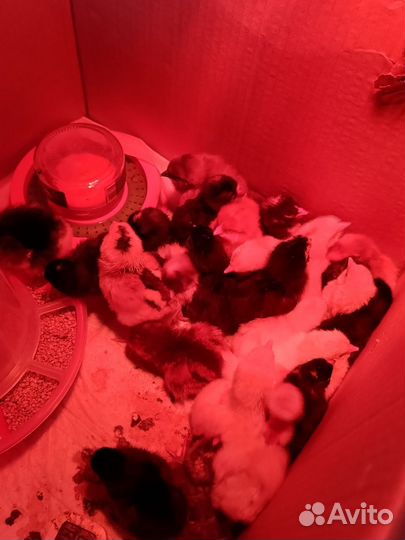 Яйцо инкубационное