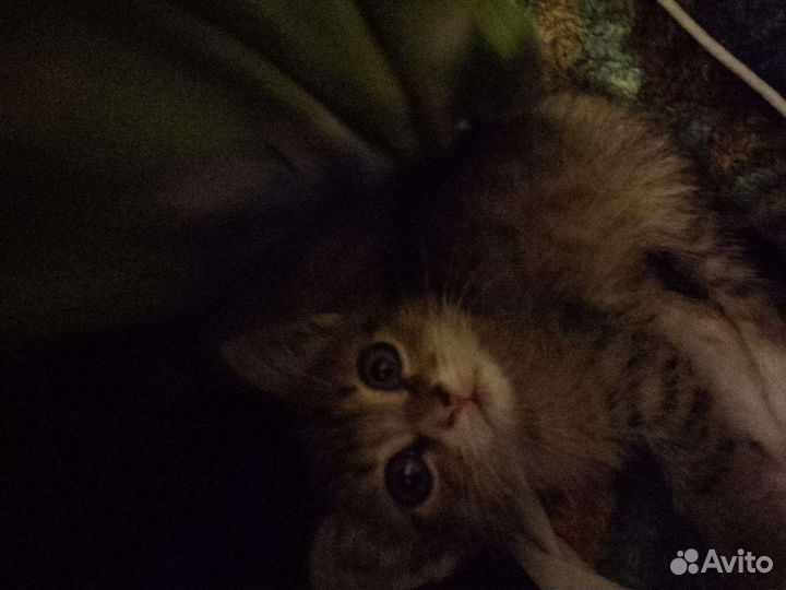Кошка в дар бесплатно