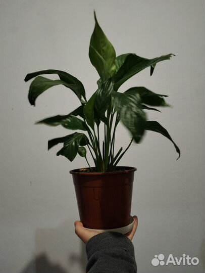 Продам цветы. Спатифиллум