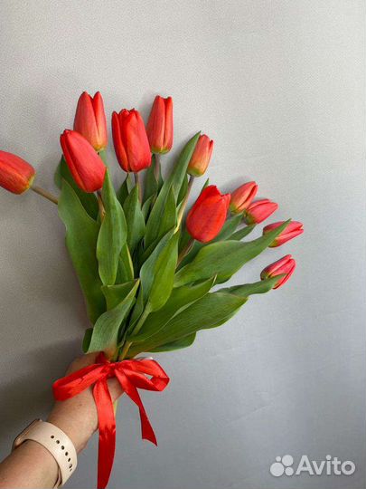 Луковицы тюльпанов рассада Ярославль