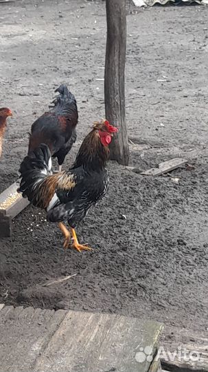 Молодые петухи