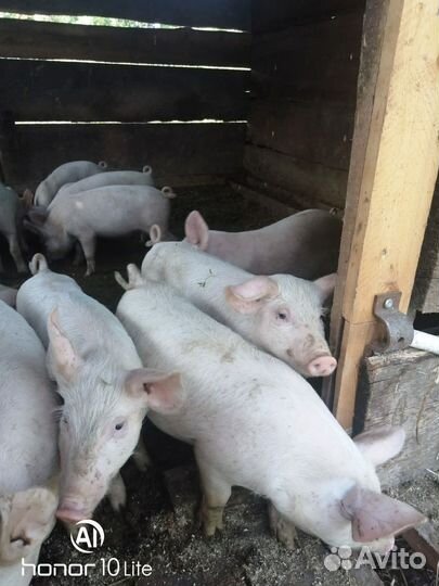 Поросята породы ландрас