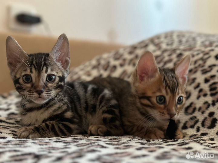 Бенгальские котята