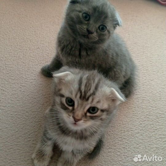 Шотландские вислоухие котята