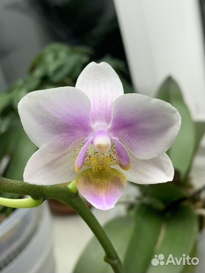 Орхидея