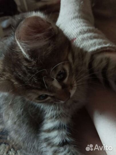 Кошечка в добрые руки