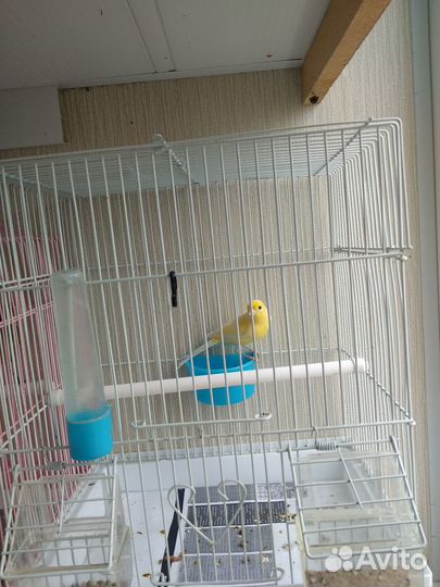 Молодые кенары