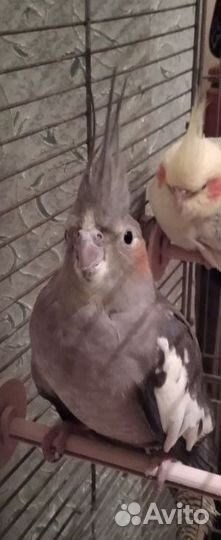 Продам попугая Кореллу вместе с клеткой