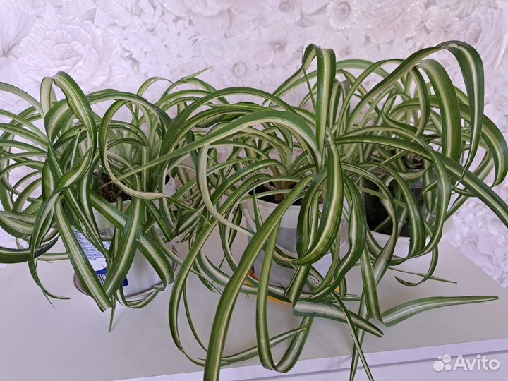 Аспарагус шпренгера, Традесканции, Хлорофитумы