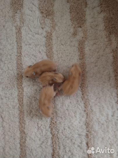 Хомячки 20 дней