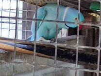 Ожереловый попугай выкормыш