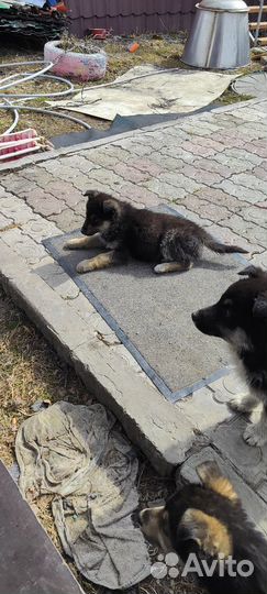 Помесь овчарки и хаски