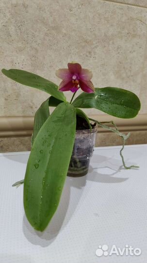 Орхидея