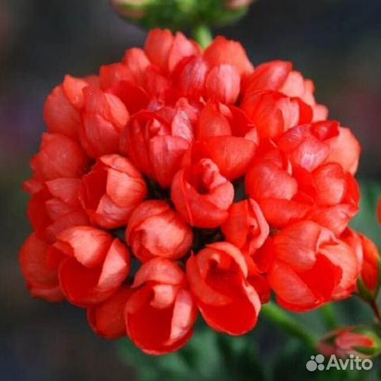 Пеларгония тюльпановидная