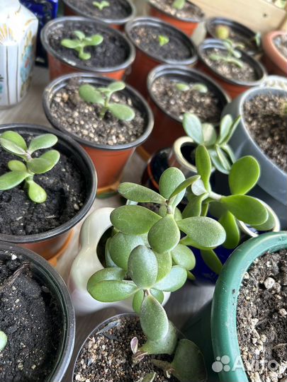 Маленькие денежные деревца 100-150