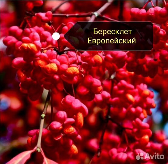 Кустарники Декоративные