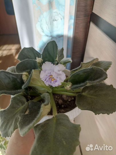 Фиалка светло сиреневая