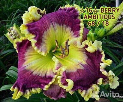 Лилейники сортовые