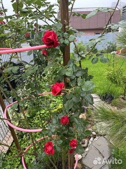 Плетистая роза Дон Жуан ярко- красная