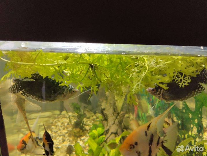 Гурами мраморный