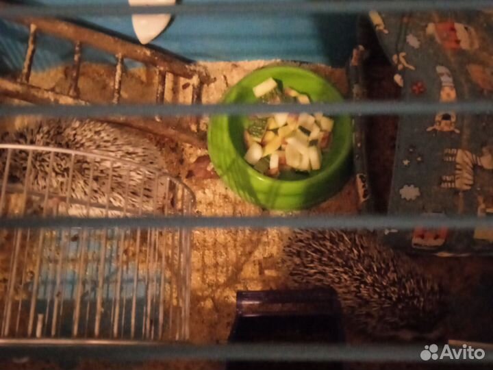 Африканские ёжики