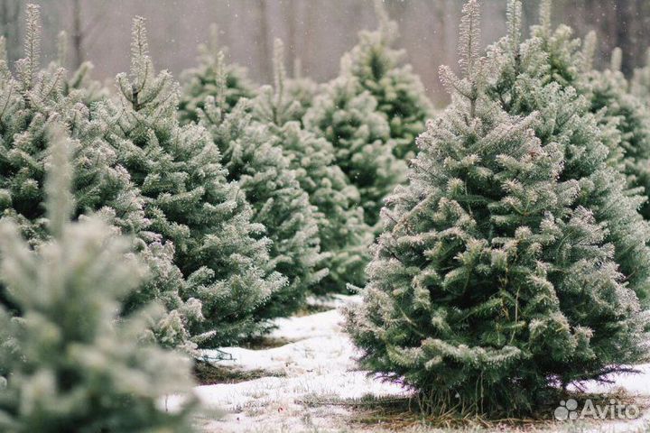 Живые Сосны оптом Ели Новогодние