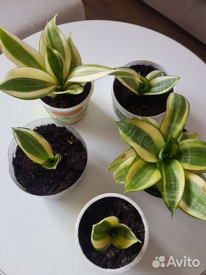 Сансевиерия голден ханни