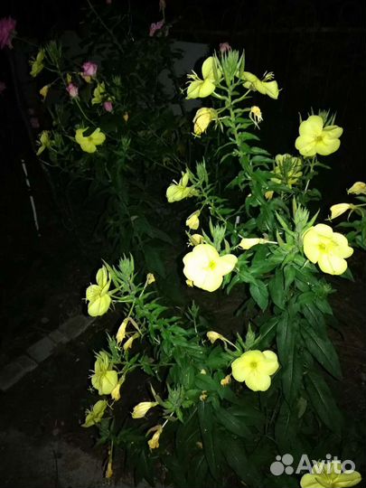 Цветы для сада и дома