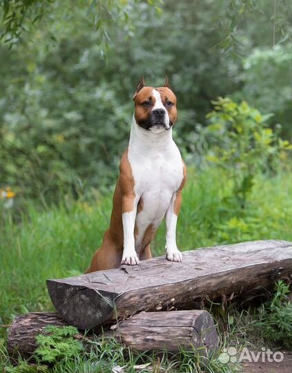 Кобель для вязки